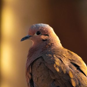 Cast & Blast Dove Season​