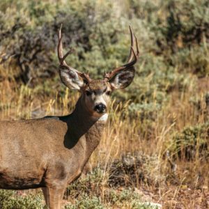 Non-Guided Deer Hunt