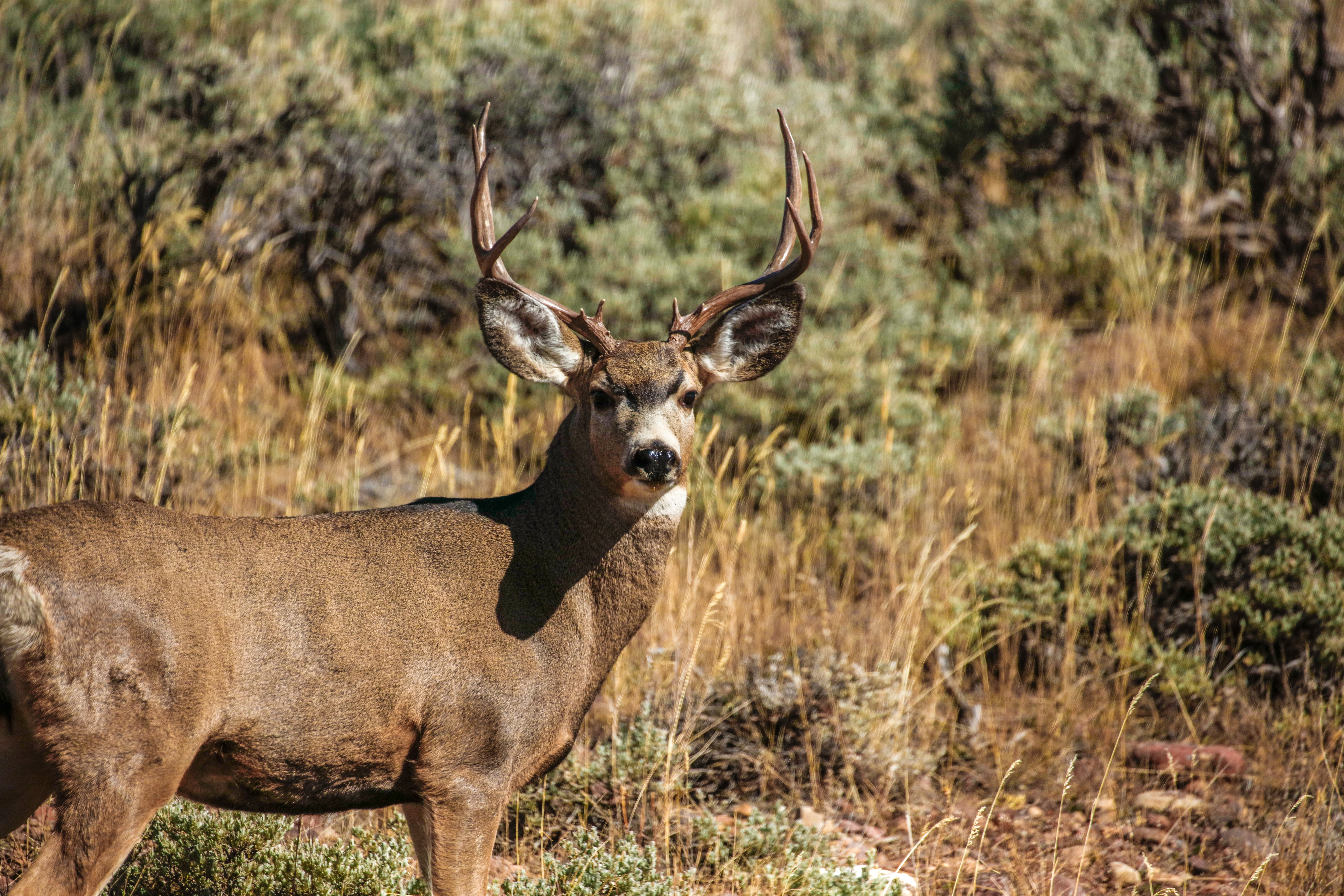 Non-Guided Deer Hunt